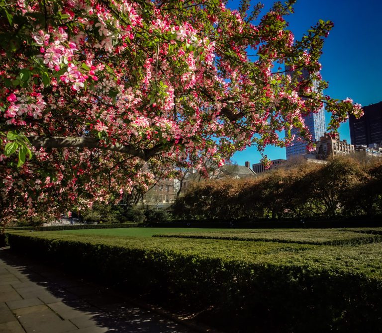 Crabapple Bloom