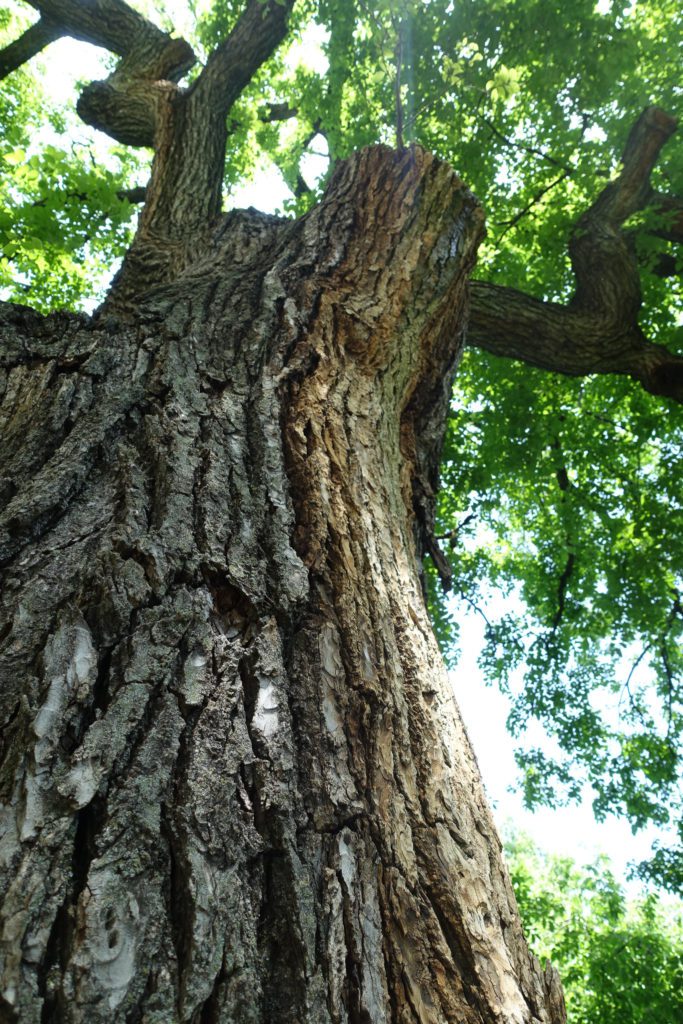 Humboldt Tree Central Park